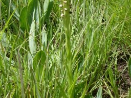 Pterygodium nigrescens long leaves